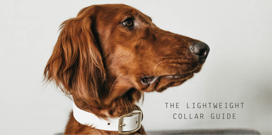 The Lightweight Dog Collar guide – Collars your dog enjoys