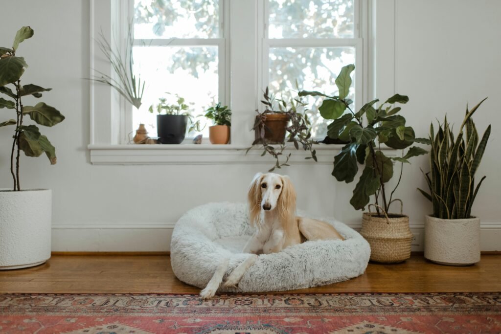 The Comfort Revolution: Why Every Home Needs a Fluffy Dog Bed
