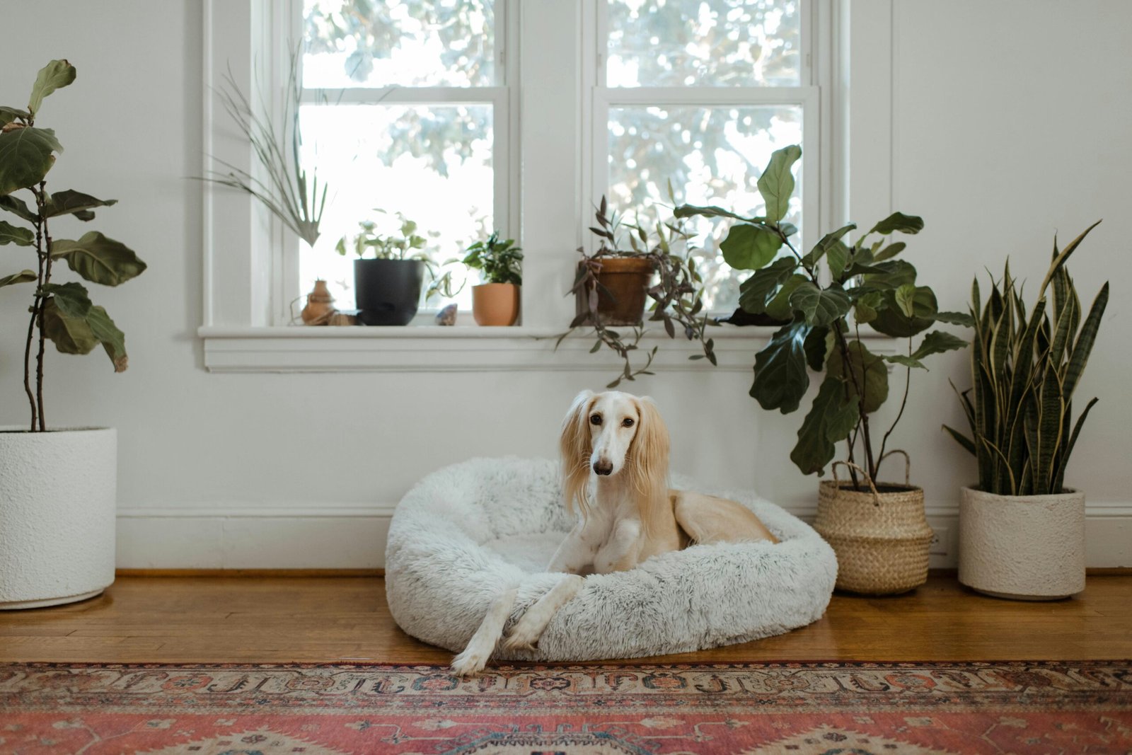 The Comfort Revolution: Why Every Home Needs a Fluffy Dog Bed