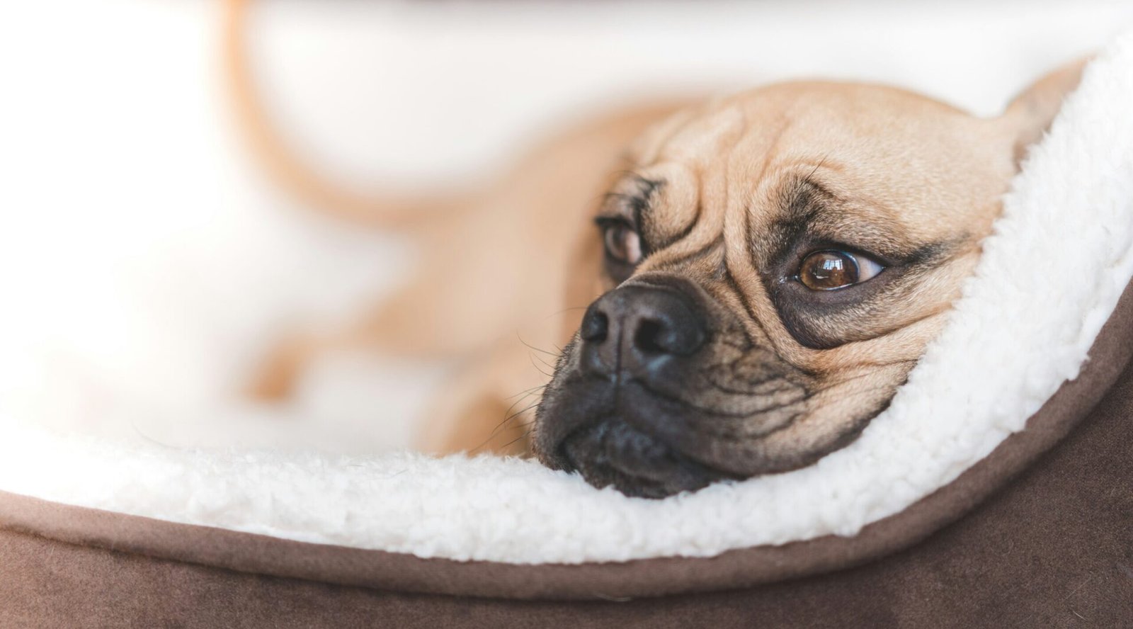 How to Choose the Right Dog Bed Size: A Simple Measuring Guide for Every Breed