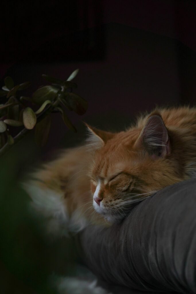 an orange cat sleeping on a couch next to a plant