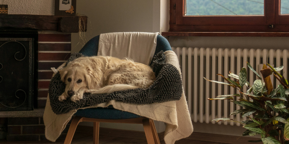 What to Think About When Buying a Dog Bed: A Practical Guide for Pet Parents