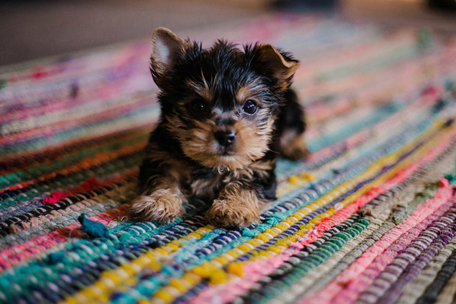 The Puppy Essentials – AUTUMN EDITION. Welcoming Your New Best Friend This Fall
