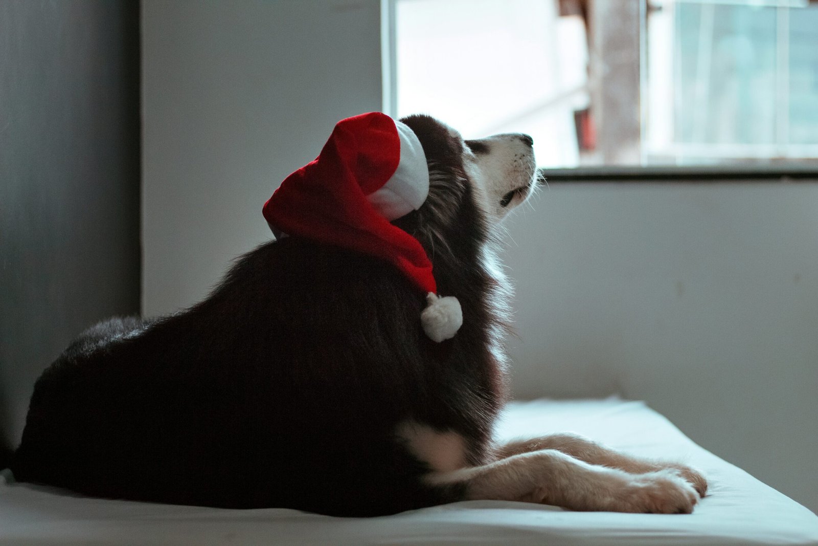 How to Leave Your Dog for Longer Periods During the Holidays