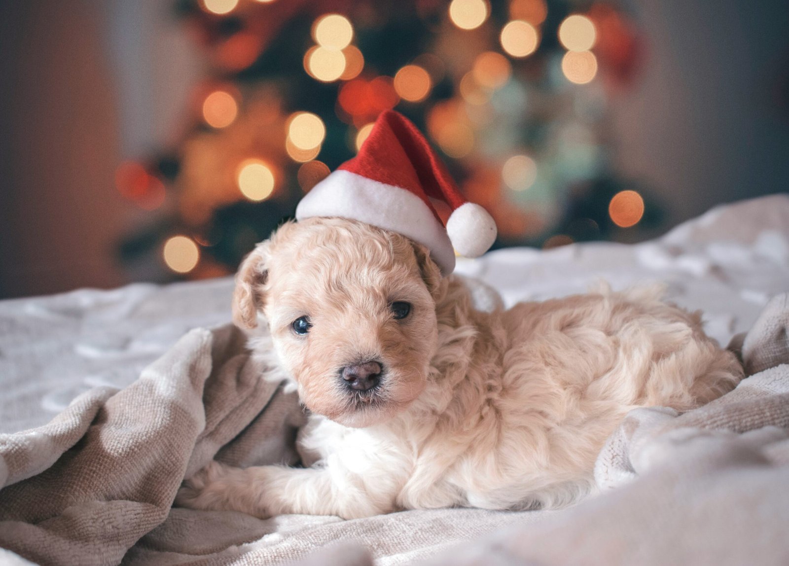 Preparing for the Holidays with Dogs — 8 Simple Ways to Keep the Season Calm and Safe for Everyone