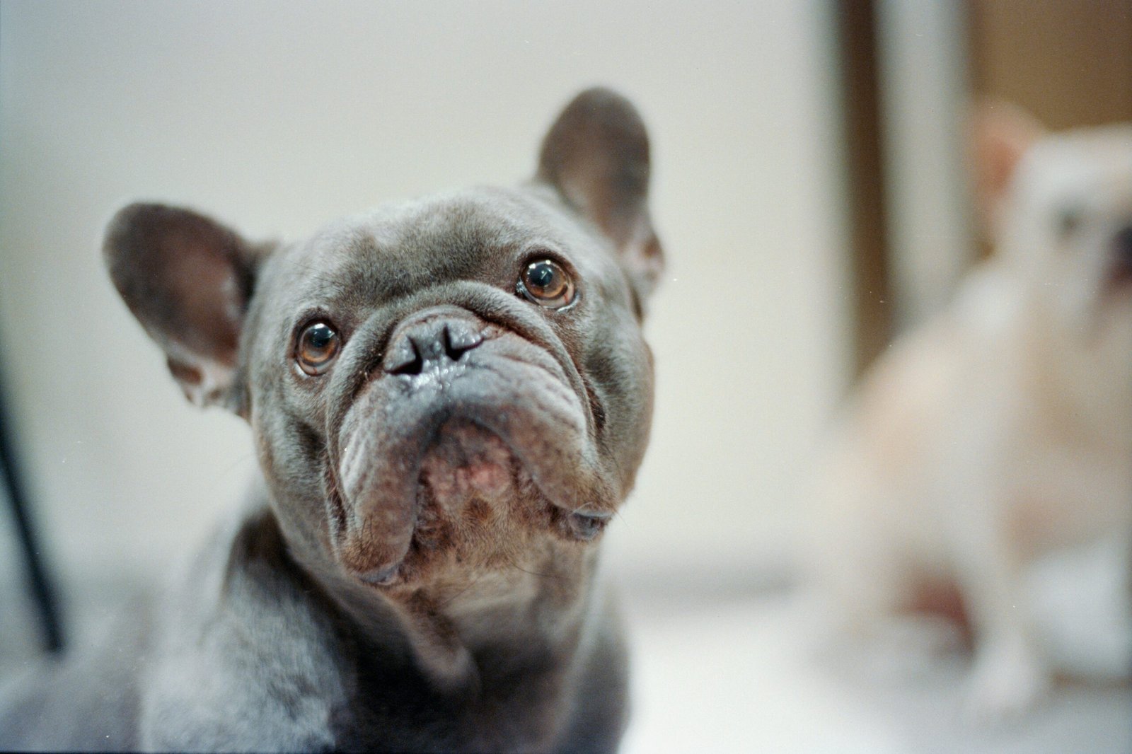 The Ultimate Frenchie Guide: Personality, Care & Stylish Essentials